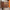 Thumbnail for After The Forest by Kell Woods DAMAGED (Illumicrate October 2023) image