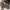Thumbnail for The Falconer trilogy by Elizabeth May (Illumicrate Exclusive) covers image