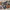 Thumbnail for Wicked Lovely set by Melissa Marr (Illumicrate Exclusive) endpaper art image