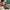 Thumbnail for Shameless set by Rosie Danan (Afterlight Exclusive) endpapers image