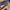 Thumbnail for Sunsplitter by S.A. MacLean (Illumicrate Exclusive) printed edge image