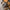 Thumbnail for Descendant of the Crane by Joan He book only (Illumicrate 'Your Majesty' Exclusive) image